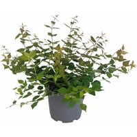 Kategorie <b>Laubbäume </b> - Kolkwitzia amabilis 40-60 cm