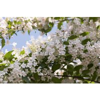 Kategorie <b>Laubbäume </b> - Kolkwitzia amabilis 60-100 cm