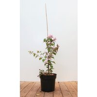 Kategorie <b>Produkt nicht gewünscht </b> - Kolkwitzia amabilis 'Pink Cloud' 40-60 cm