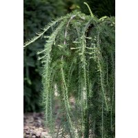 Kategorie <b>Nadelbäume u. Koniferen </b> - Larix kaempferi 'Pendula' 100-125 cm