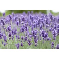 Kategorie <b>Stauden </b> - Lavandula angustifolia 'Hidcote Blue' 2 Liter Container (Wuchs jahreszeitlich)