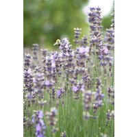 Kategorie <b>Stauden </b> - Lavandula angustifolia 'Munstead' 5-7,5 Liter Container (Wuchs jahreszeitlich)