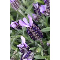 Kategorie <b>Produkt nicht gewünscht </b> - Lavandula st. Little Bee Purple 2 Liter Container (Wuchs jahreszeitlich)