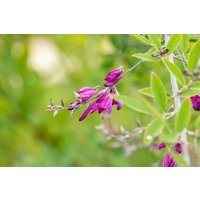 Kategorie <b>Laubbäume </b> - Lespedeza thunbergii 60-100 cm