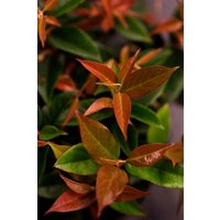 Kategorie <b>immergrüne Laubbäume </b> - Leucothoe walteri 'Lovita' 20-30 cm