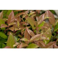 Kategorie <b>immergrüne Laubbäume </b> - Leucothoe walteri 'Zeblid' -S- 25-30 cm