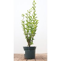 Kategorie <b>Produkt nicht gewünscht </b> - Ligustrum ovalifolium 60-80 cm