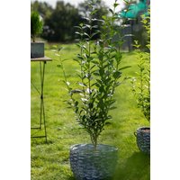 Kategorie <b>Produkt nicht gewünscht </b> - Ligustrum ovalifolium 80-120 cm