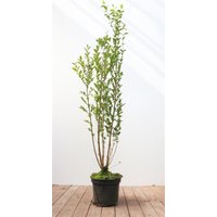 Kategorie <b>Produkt nicht gewünscht </b> - Ligustrum ovalifolium 100-125 cm