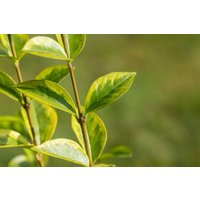 Kategorie <b>Produkt nicht gewünscht </b> - Ligustrum ovalifolium 'Aureum' 40-60 cm