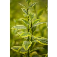 Kategorie <b>Produkt nicht gewünscht </b> - Ligustrum ovalifolium 'Aureum' 60-80 cm
