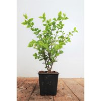 Kategorie <b>Produkt nicht gewünscht </b> - Ligustrum ovalifolium 'Aureum' ca. 9x9 cm Topf (Wuchs jahreszeitlich)