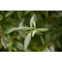 Kategorie <b>Produkt nicht gewünscht </b> - Ligustrum vulgare 125-150 cm
