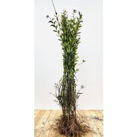 Kategorie <b>Produkt nicht gewünscht </b> - Ligustrum vulgare 'Atrovirens' 50-80 cm