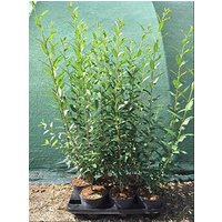 Kategorie <b>Produkt nicht gewünscht </b> - Ligustrum vulgare 'Atrovirens' 60-80 cm