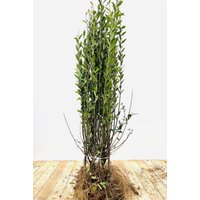 Kategorie <b>Produkt nicht gewünscht </b> - Ligustrum vulgare 'Atrovirens' 80-120 cm