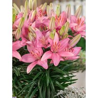 Kategorie <b>Produkt nicht gewünscht </b> - Lilium Discoteca 2-3 Liter Container (Wuchs jahreszeitlich)