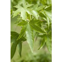 Laubbäume - Liquidambar styraciflua 150-175 cm
