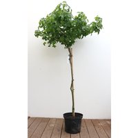 Kategorie <b>Blütensträucher und Ziergehölze </b> - Liquidambar styraciflua 'Gumball' 80 cm Stammhöhe