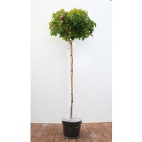 Kategorie <b>Blütensträucher und Ziergehölze </b> - Liquidambar styraciflua 'Gumball' 150 cm Stammhöhe