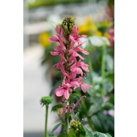 Kategorie <b>Stauden </b> - Lobelia speciosa Fan Salmon 2 Liter Container (Wuchs jahreszeitlich)