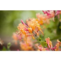 Kategorie <b>Produkt nicht gewünscht </b> - Lonicera henryi 40-60 cm