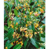 Kategorie <b>Produkt nicht gewünscht </b> - Lonicera henryi 'Copper Beauty' 100-150 cm