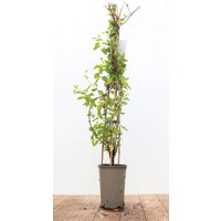 Kategorie <b>Produkt nicht gewünscht </b> - Lonicera japonica 'Halliana' 60-100 cm