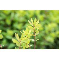 Kategorie <b>Blütensträucher und Ziergehölze </b> - Lonicera kamtschatica 40-60 cm