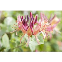 Kletterpflanzen - Lonicera periclymenum 'Serotina' 60-100 cm