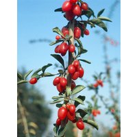 Kategorie <b>Produkt nicht gewünscht </b> - Lycium barbarum 40-60cm