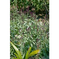 Kategorie <b>Produkt nicht gewünscht </b> - Lysimachia atropurpurea 2 Liter Container (Wuchs jahreszeitlich)