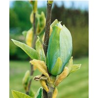 Kategorie <b>Produkt nicht gewünscht </b> - Magnolia 'Blue Opal' 60-80 cm