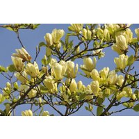 Blütensträucher und Ziergehölze - Magnolia 'Butterflies' 60-80 cm