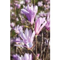 Kategorie <b>Produkt nicht gewünscht </b> - Magnolia liliiflora 'Susan' 80-100 cm