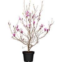 Kategorie <b>Produkt nicht gewünscht </b> - Magnolia liliiflora 'Susan' 60-80 cm