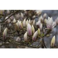 Blütensträucher und Ziergehölze - Magnolia soulangiana alba Superba 40-60 cm