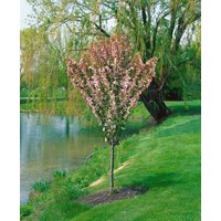 Blütensträucher und Ziergehölze - Malus 'Adirondack' CAC 80 cm Stammhöhe
