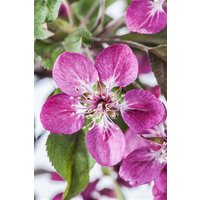 Kategorie <b>Laubbäume </b> - Malus 'Coccinella' -R- CAC 60-100 cm