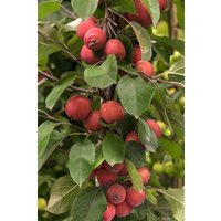 Kategorie <b>Laubbäume </b> - Malus 'Eleyi' CAC 100-125 cm
