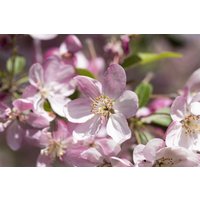 Kategorie <b>Blütensträucher und Ziergehölze </b> - Malus 'Hillieri' CAC 60-100 cm