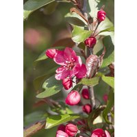 Kategorie <b>Produkt nicht gewünscht </b> - Malus 'Royalty' CAC 60-100 cm