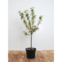 Kategorie <b>Produkt nicht gewünscht </b> - Malus 'Tina' CAC 40-60 cm