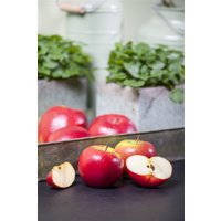 Obst - Malus 'Topaz' -S- CAC 40 cm Stammhöhe