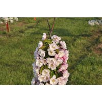 Kategorie <b>Blütensträucher und Ziergehölze </b> - Malus 'Van Eseltine' CAC 60-100 cm