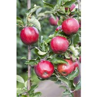 Obst - Malus domestica 'Florina' 150-200 cm