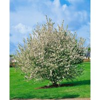 Kategorie <b>Blütensträucher und Ziergehölze </b> - Malus sylvestris CAC 60-100 cm