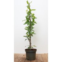 Laubbäume - Mespilus germanica 60-100 cm