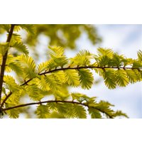 Kategorie <b>Nadelbäume u. Koniferen </b> - Metasequoia glyptostroboides 'Gold Rush' 40-60 cm