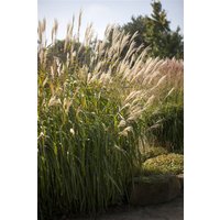 Gräser - Miscanthus sinensis 'Adagio' 3-5 Liter Container (Wuchs jahreszeitlich)